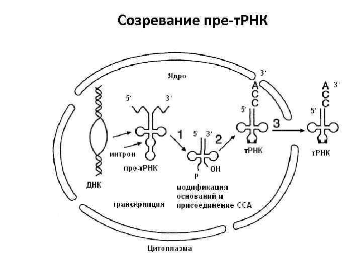 Созревание пре-т. РНК 