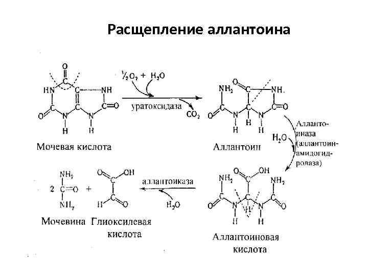 Расщепление аллантоина 