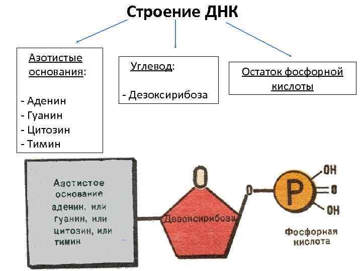 Все представленные на схеме вещества кроме двух имеют в своем составе азотистое основание аденин