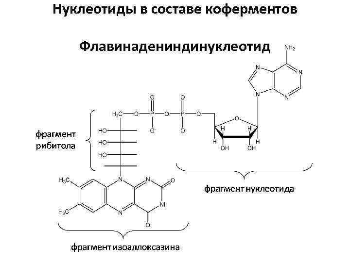 Все представленные на схеме вещества кроме двух имеют в своем составе азотистое основание аденин