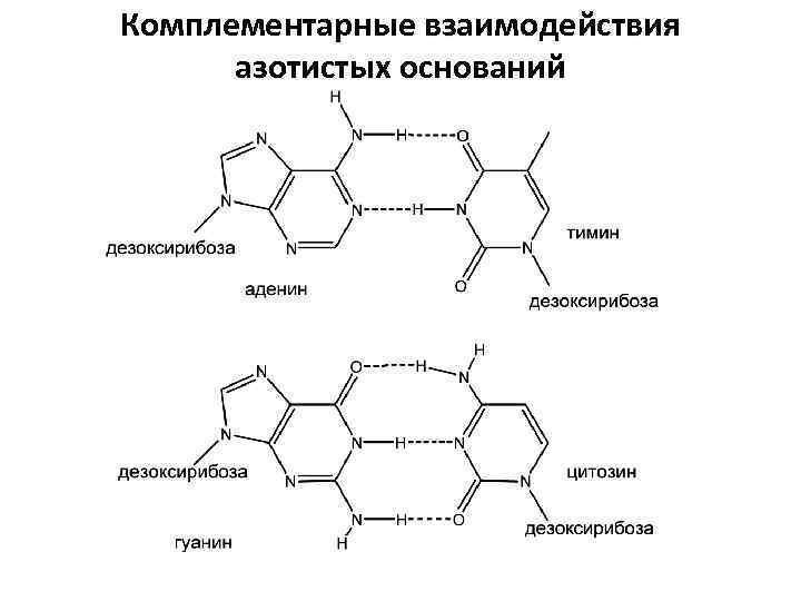 Днк гуанин тимин