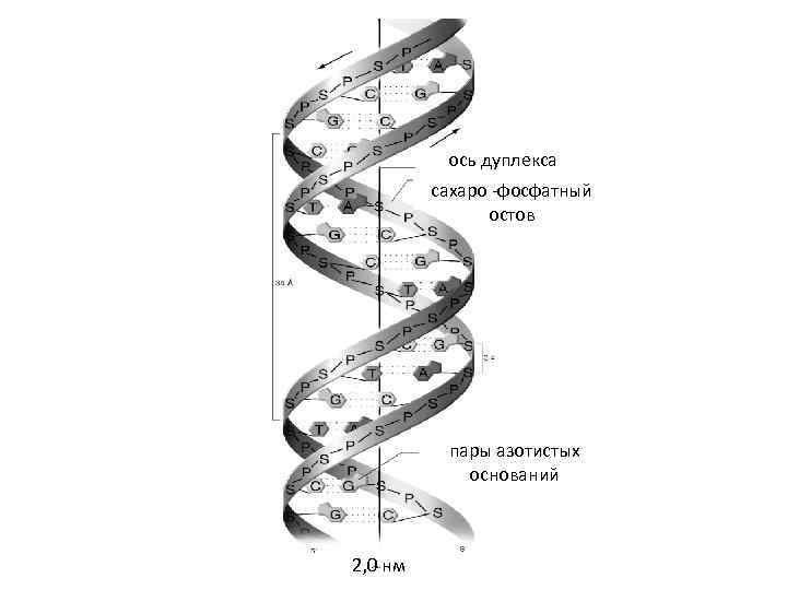ось дуплекса сахаро -фосфатный остов пары азотистых оснований 2, 0 нм 