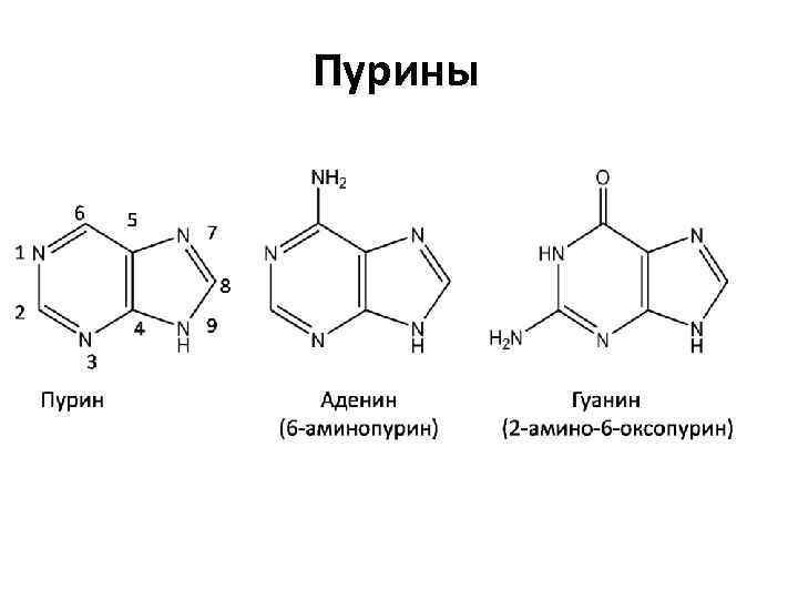 Пурины 