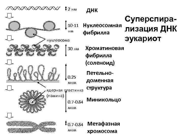 ДНК 2 нм 10 -11 нм Нуклеосомная фибрилла нуклеосома 30 нм 0. 25 мкм