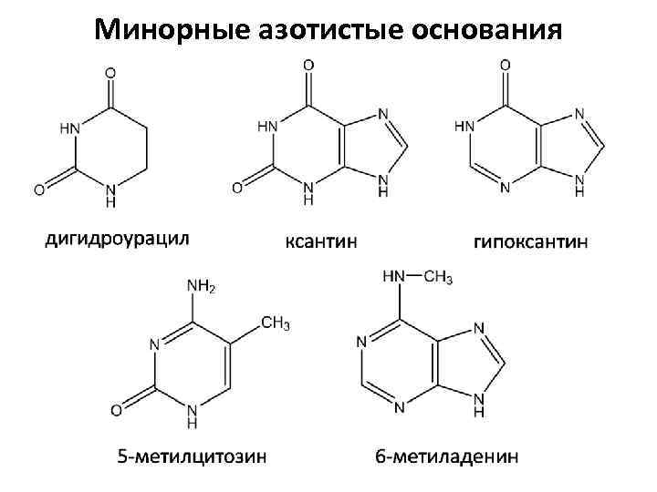 Азотистые основания. Минорные пиримидиновые основания. Минорные азотистые основания. Минорные пуриновые основания. Минорные азотистые основания ДНК.