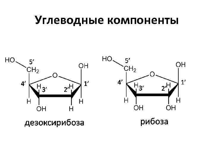 Рибоза 2 дезоксирибоза. Углеводные компоненты: рибоза и дезоксирибоза.. Строение рибозы и дезоксирибозы. Циклические формы рибозы и дезоксирибозы. Рибоза и дезоксирибоза формулы.