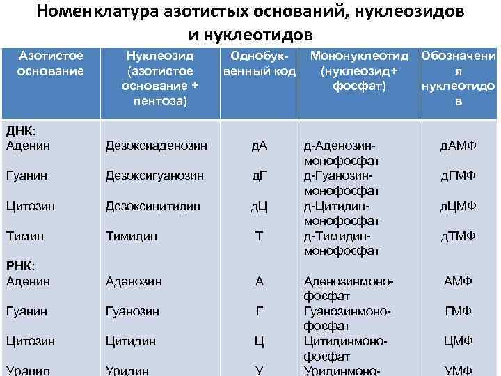 Номенклатура азотистых оснований, нуклеозидов и нуклеотидов Азотистое основание Нуклеозид (азотистое основание + пентоза) Однобуквенный