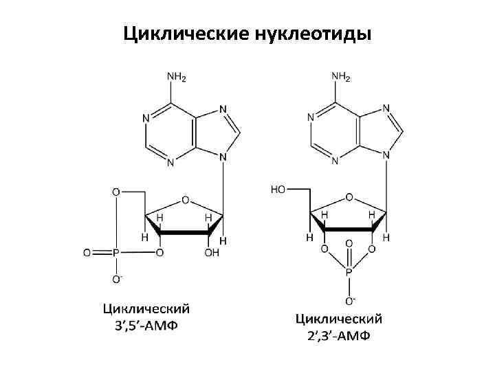 Циклические нуклеотиды 