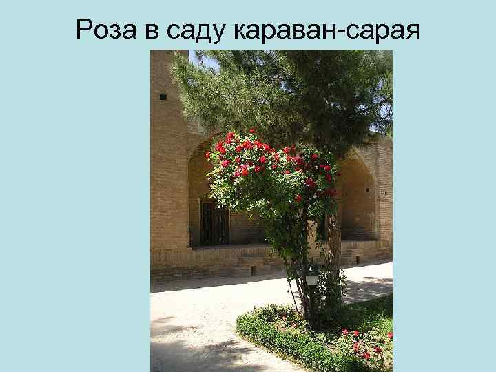 Роза в саду караван сарая 