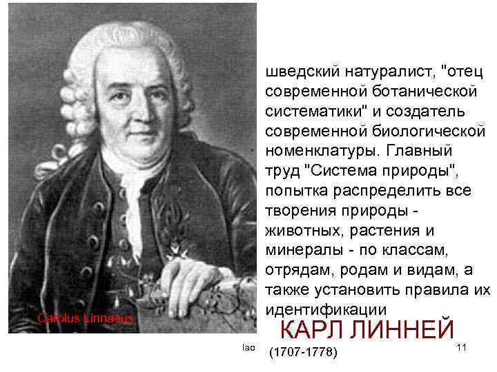 шведский натуралист, "отец современной ботанической систематики" и создатель современной биологической номенклатуры. Главный труд "Система