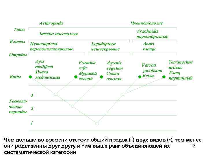 Чем дольше во времени отстоит общий предок (°) двух видов ( • ), тем