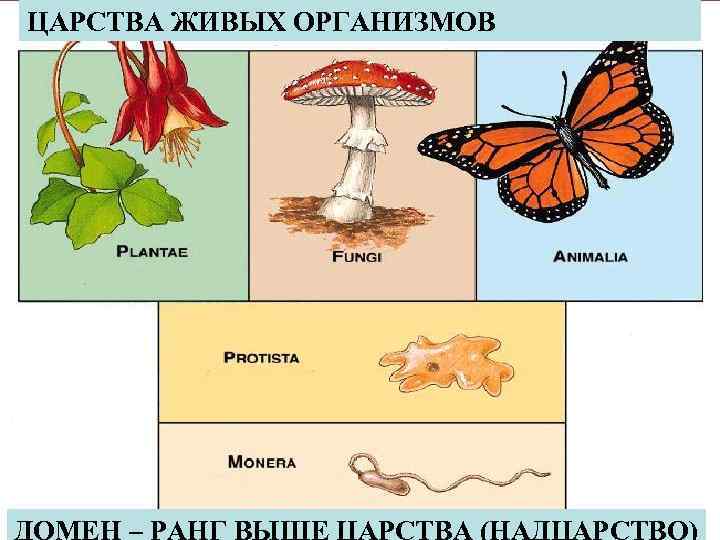 ЦАРСТВА ЖИВЫХ ОРГАНИЗМОВ lao 22 ДОМЕН – РАНГ ВЫШЕ ЦАРСТВА (НАДЦАРСТВО) 