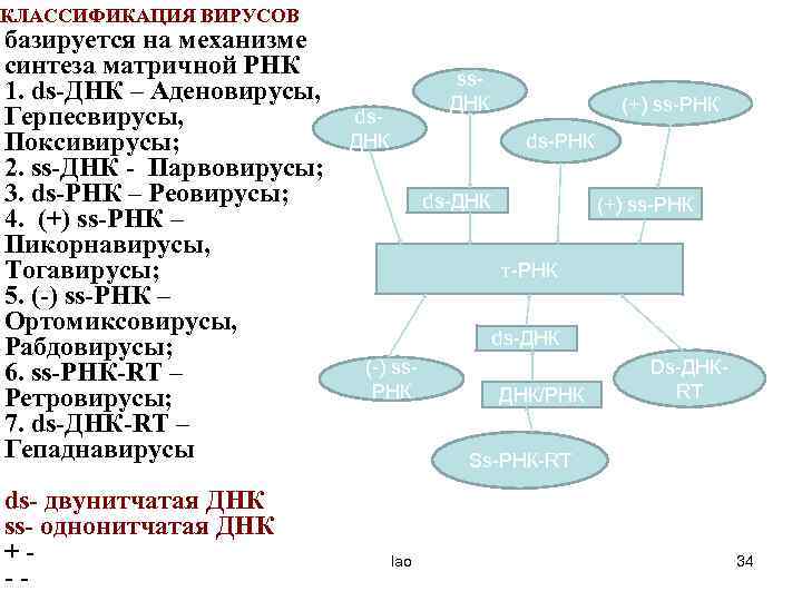 КЛАССИФИКАЦИЯ ВИРУСОВ базируется на механизме синтеза матричной РНК 1. ds-ДНК – Аденовирусы, Герпесвирусы, Поксивирусы;