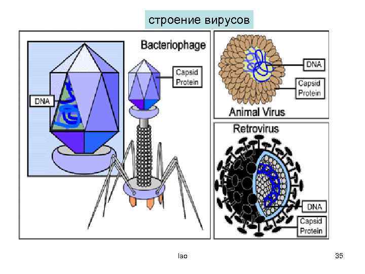 Строение вируса рисунок