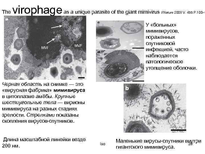 The virophage as a unique parasite of the giant mimivirus //Nature 2008 V. 455.