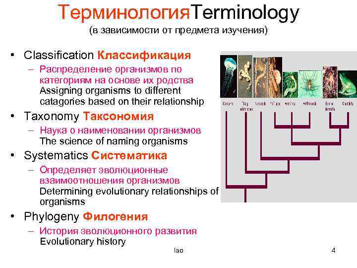 Терминология. Terminology (в зависимости от предмета изучения) • Classification Классификация – Распределение организмов по