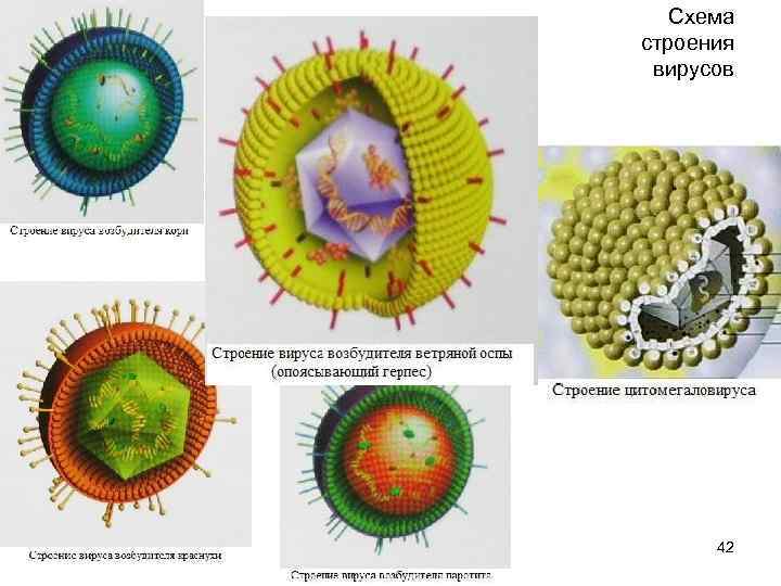 Схема строения вирусов lao 42 