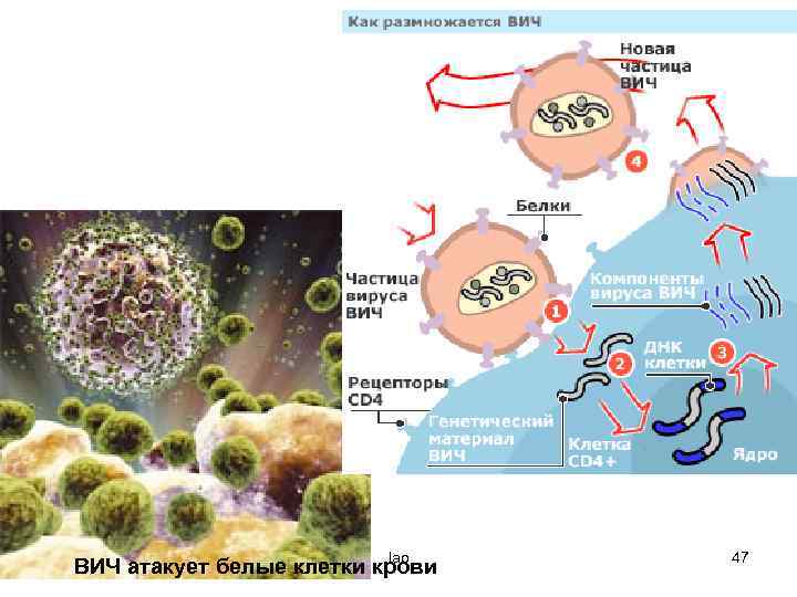 lao ВИЧ атакует белые клетки крови 47 