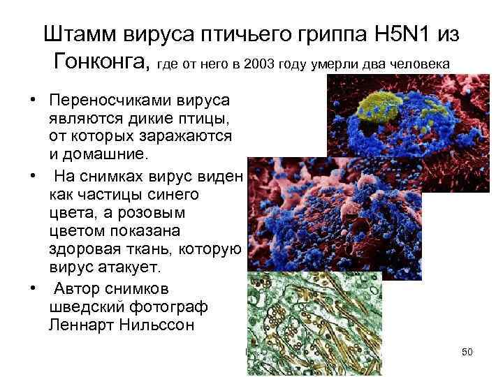 Штамм вируса птичьего гриппа H 5 N 1 из Гонконга, где от него в