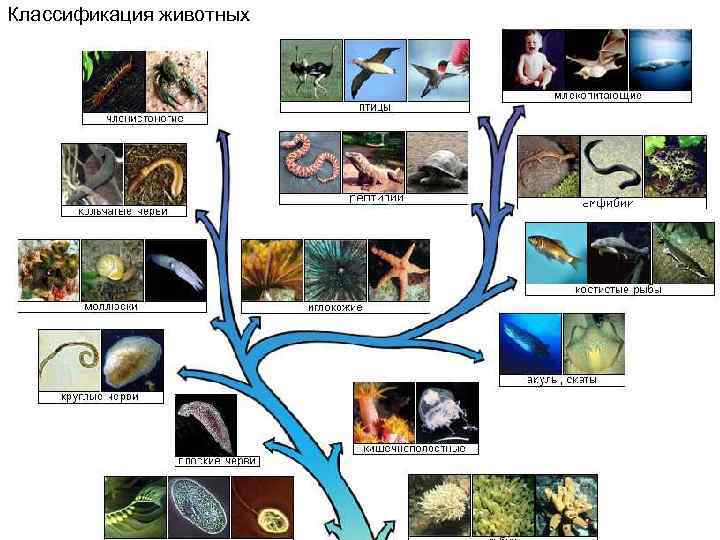 Классификация животных lao 56 