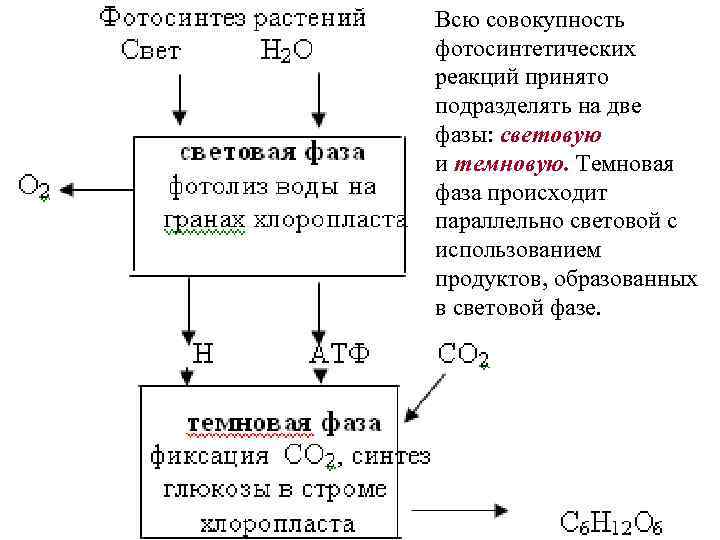 Преобразование энергии света при фотосинтезе схема