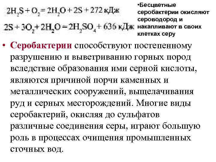  • Бесцветные серобактерии окисляют сероводород и накапливают в своих клетках серу • Серобактерии
