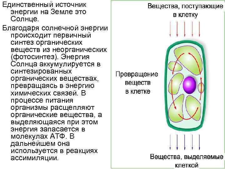 Обмен веществ и превращение клетки