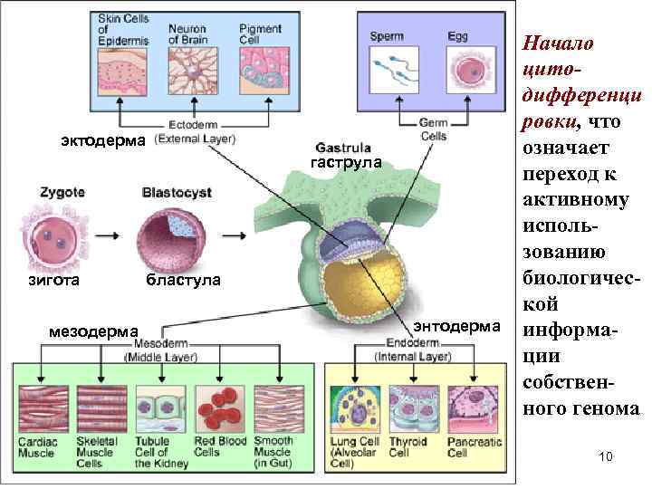  Начало цито- дифференци ровки, что эктодерма означает гаструла переход к активному исполь- зованию