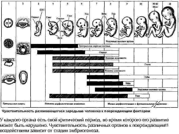 Чувствительность развивающегося зародыша человека к повреждающим факторам У каждого органа есть свой критический период,