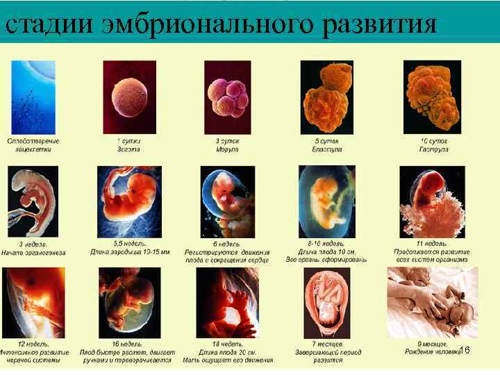 стадии эмбрионального развития 16 