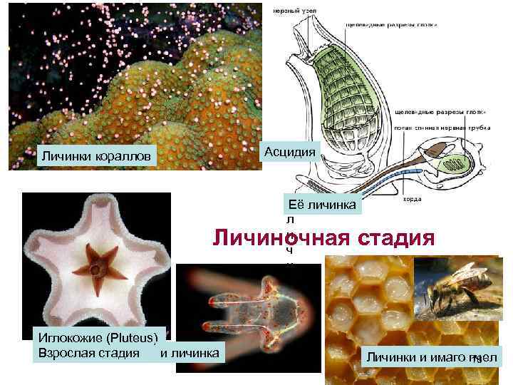 Личинки кораллов Асцидия Её личинка л Личиночная стадия и ч и н к а