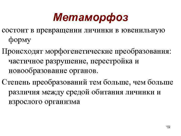  Метаморфоз состоит в превращении личинки в ювенильную форму Происходят морфогенетические преобразования: частичное разрушение,
