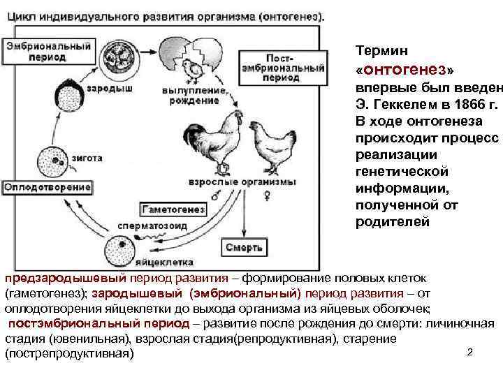 Ранний онтогенез. Стадии онтогенеза таблица. Этапы онтогенеза таблица. Периоды онтогенеза схема. Онтогенез этапы развития.