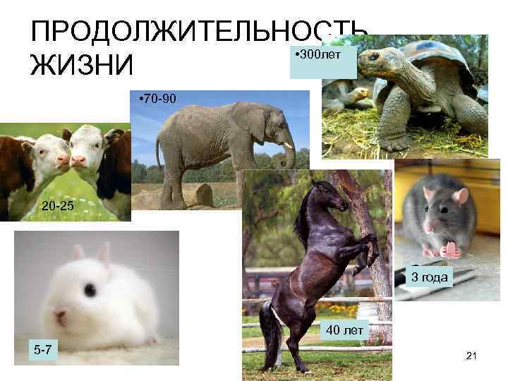 ПРОДОЛЖИТЕЛЬНОСТЬ • 300 лет ЖИЗНИ • 70 -90 20 -25 3 года 40 лет