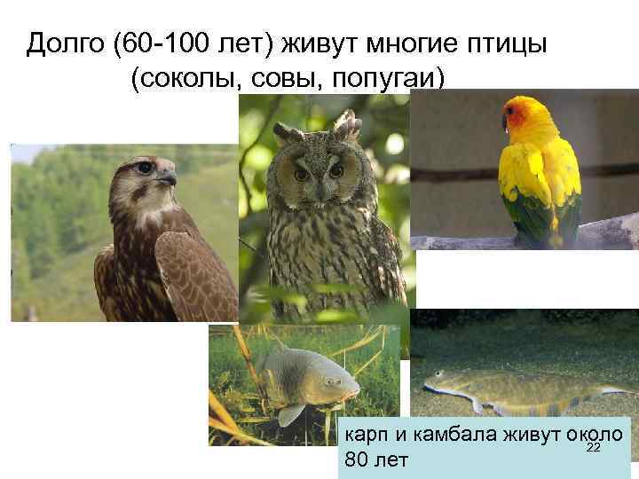 Долго (60 -100 лет) живут многие птицы (соколы, совы, попугаи) карп и камбала живут