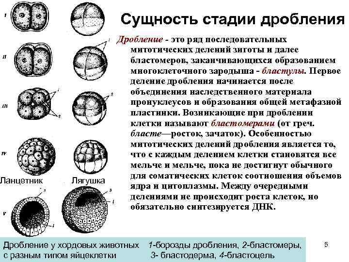 Рассмотрите рисунок на котором изображен процесс образования бластулы многоклеточного зародыша