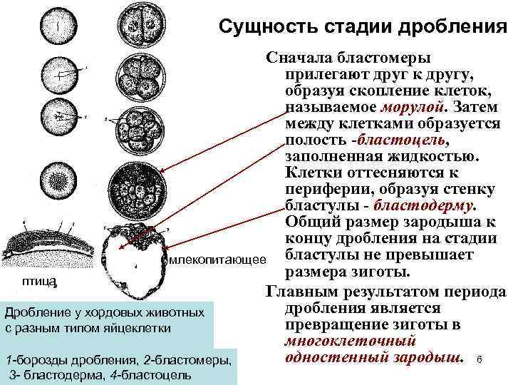 Клетки образующиеся в результате дробления