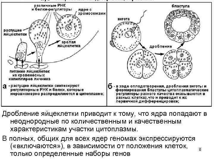 Эмбриональная индукция это в биологии