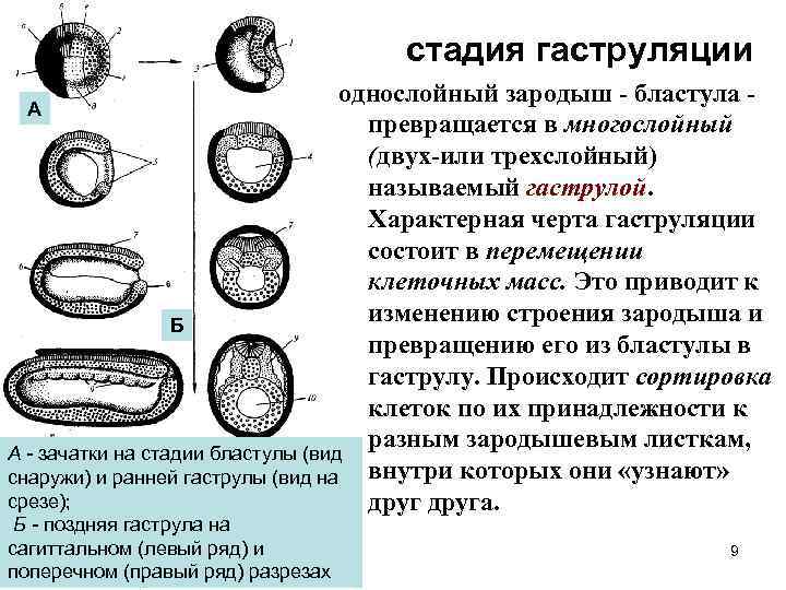 Стадии дробления бластулы гаструлы