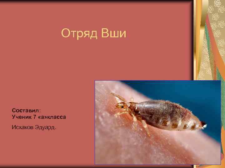 Отряд Вши Составил: Ученик 7 «а» класса Исхаков Эдуард. 