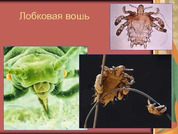 Лобковая вошь 