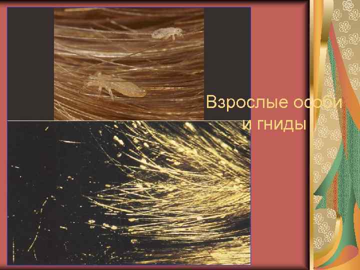 Взрослые особи и гниды 