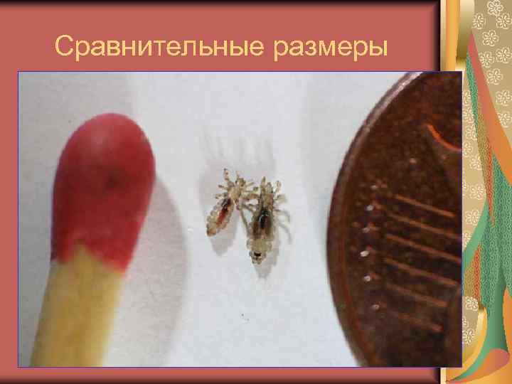 Сравнительные размеры 