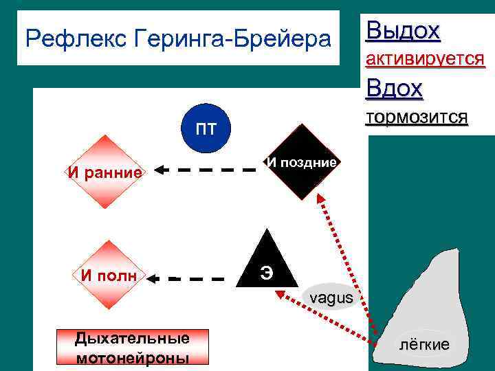 Рефлекс Геринга-Брейера Выдох активируется Вдох тормозится ПТ И ранние И полн И поздние Э