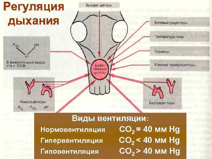 Регуляция дыхания Виды вентиляции: Нормовентиляция СО 2 = 40 мм Hg Гипервентиляция СО 2