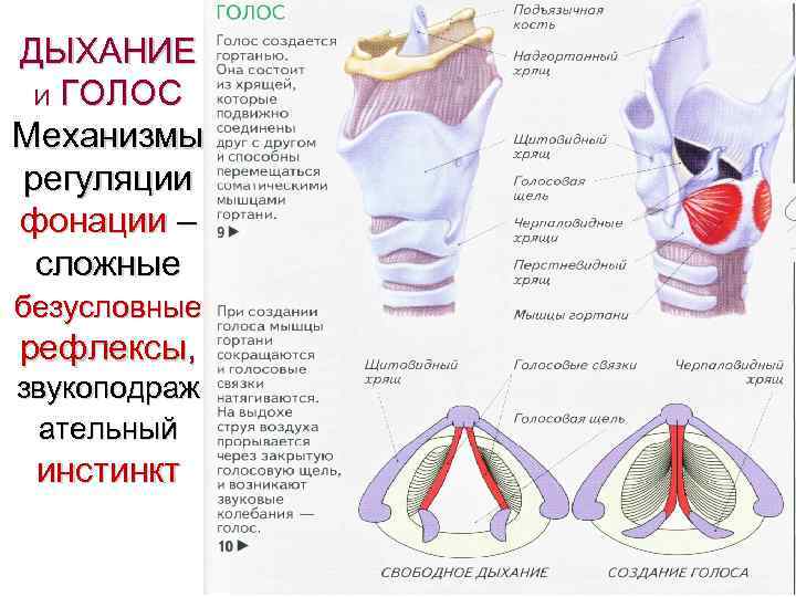 ДЫХАНИЕ И ГОЛОС Механизмы регуляции фонации – сложные безусловные рефлексы, звукоподраж ательный инстинкт 