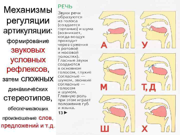 Механизмы регуляции артикуляции: формирование звуковых условных рефлексов, затем сложных динамических стереотипов, обеспечивающих слов, предложений