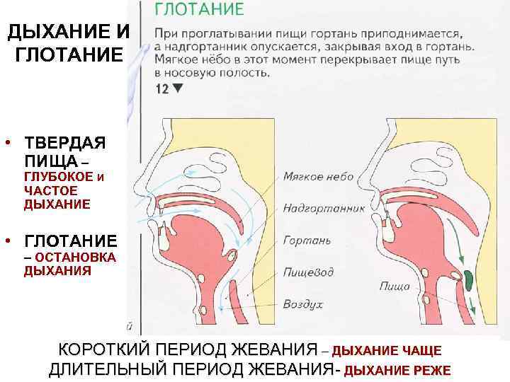 ДЫХАНИЕ И ГЛОТАНИЕ • ТВЕРДАЯ ПИЩА – ГЛУБОКОЕ И ЧАСТОЕ ДЫХАНИЕ • ГЛОТАНИЕ –