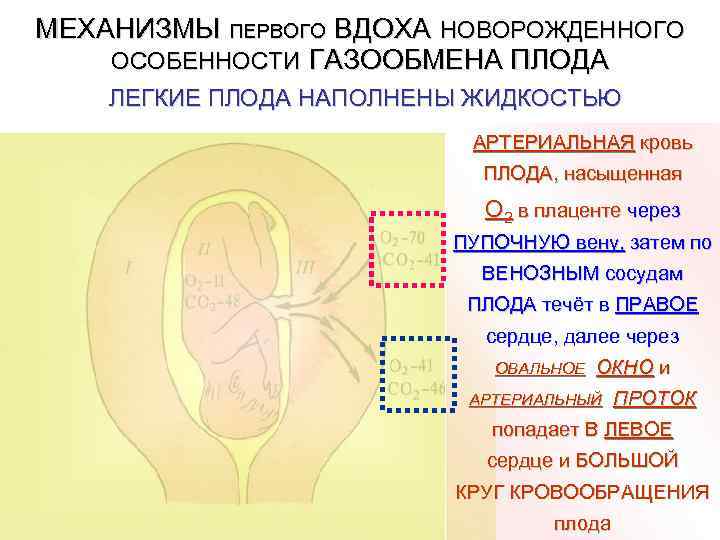 МЕХАНИЗМЫ ПЕРВОГО ВДОХА НОВОРОЖДЕННОГО ОСОБЕННОСТИ ГАЗООБМЕНА ПЛОДА ЛЕГКИЕ ПЛОДА НАПОЛНЕНЫ ЖИДКОСТЬЮ АРТЕРИАЛЬНАЯ кровь ПЛОДА,