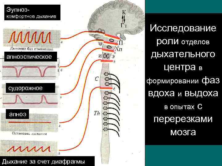 Эупноэкомфортное дыхание апноэстическое судорожное апноэ Дыхание за счет диафрагмы Исследование роли отделов дыхательного центра